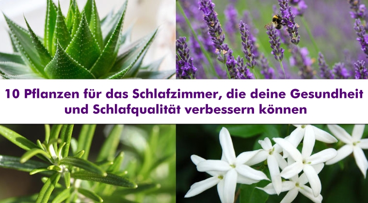 10 pflanzen für das schlafzimmer, die deine gesundheit und ...