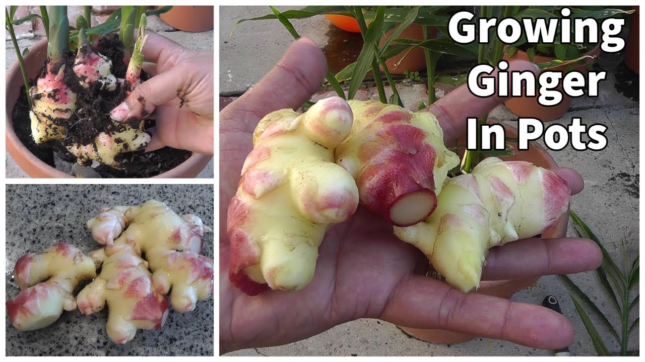 Urban farming : How to Grow Ginger in Containers