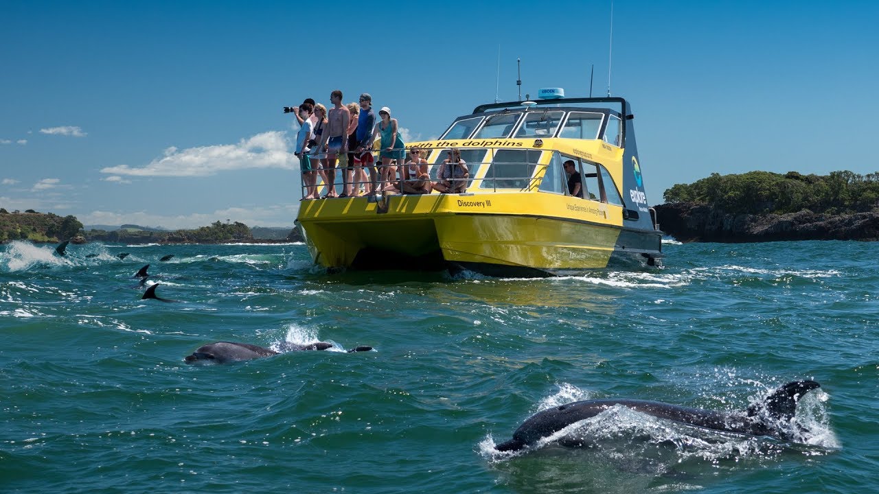 Swim With & View Dolphins with Explore Bay of islands