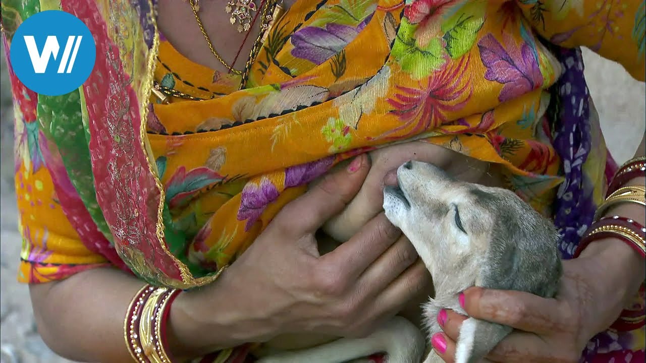 Bishnoi, Tierliebe bis in den Tod (360° - GEO Reportage)