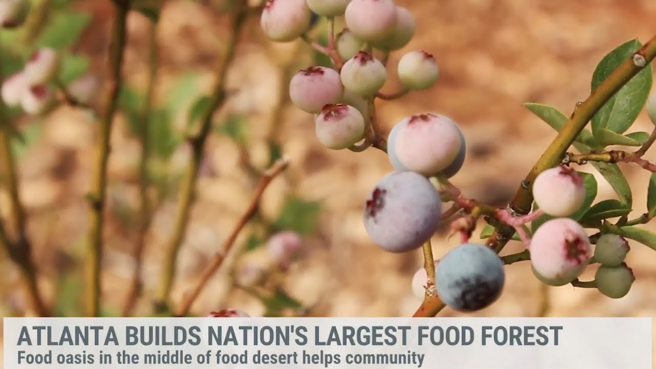 The Largest Food Forest in the U.S.
