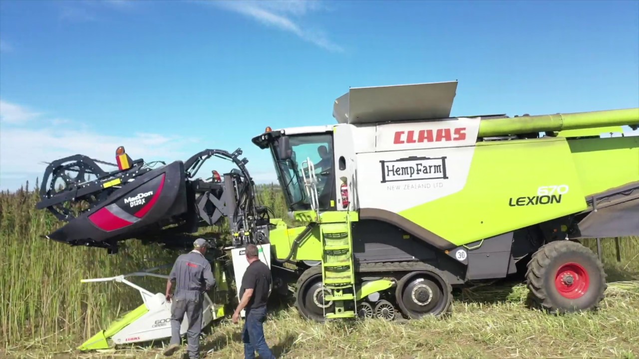 Hemp Farm New Zealand Harvest | #harvest #hemp #farming #crops