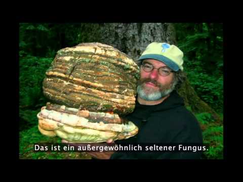 Paul Stamets: 6 Möglichkeiten wie Pilze die Welt retten können!