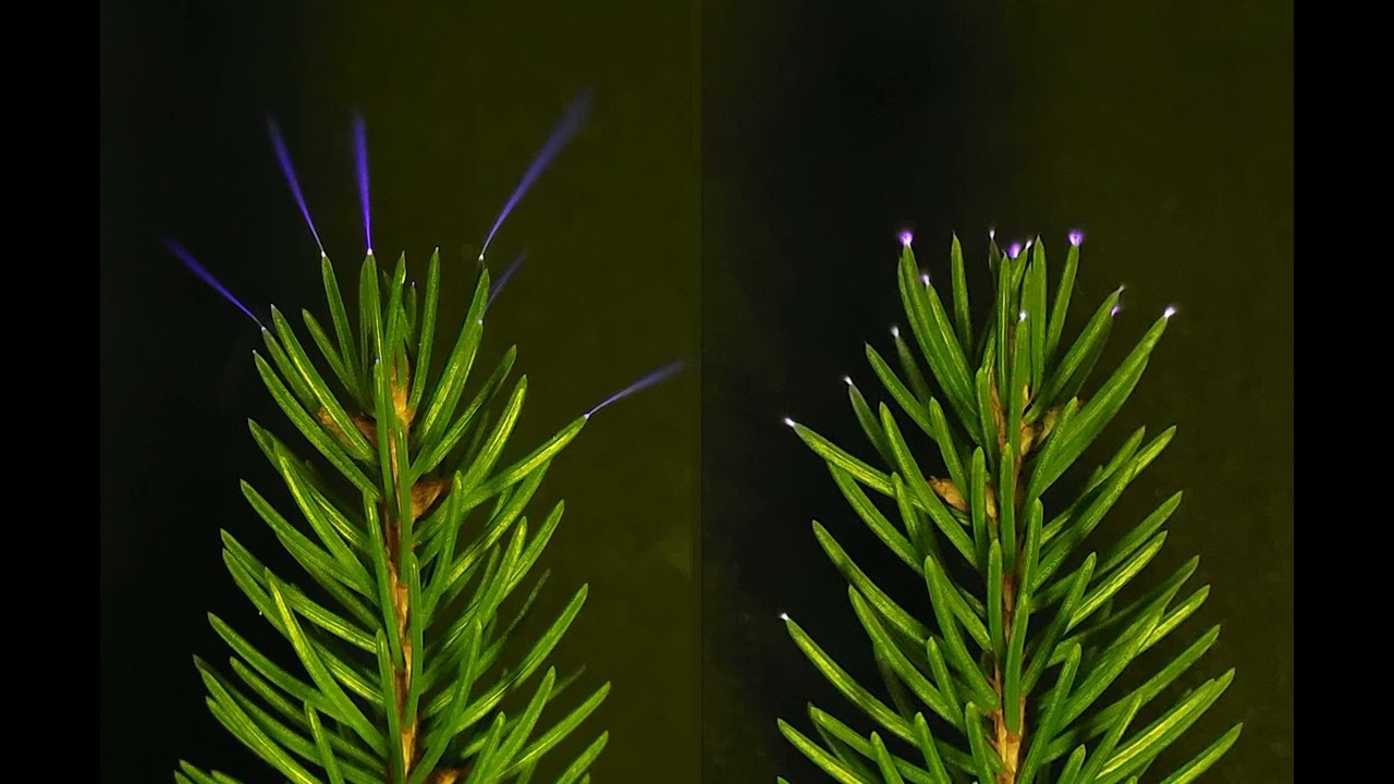 Forests Glow with Ultraviolet Sparks During Thunderstorms