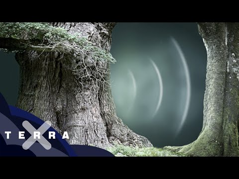Wood Wide Web – wie Bäume und Pilze kommunizieren