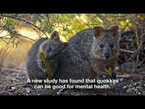 It’s Official: Study confirms Western Australia’s Quokkas "are Good for Your Health"