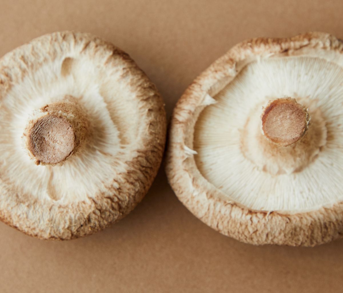Zwei frische Shiitake-Pilze von oben auf hellbraunem Untergrund