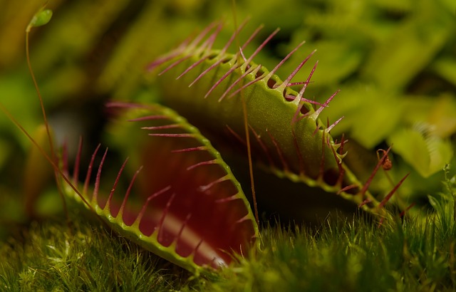 carnivorous-plant-217187_640