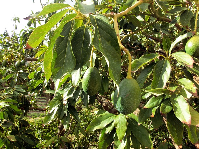 Avocado Baum Früchte