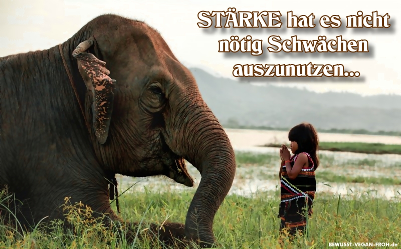 Download Staerke hat es nicht noetig schwaeche auszunutzen For Free