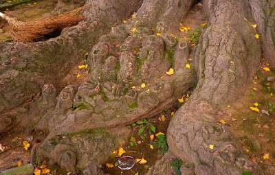Ginkgo1
