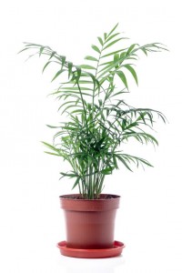 10 Pflanzen für das Schlafzimmer, die deine Gesundheit und