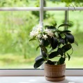10 Pflanzen für das Schlafzimmer, die deine Gesundheit und Schlafqualität verbessern können