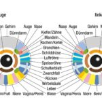 Das Auge – mehr als der Sitz der Seele: Dies sagt deine Iris über DICH aus!