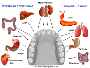 Zahnstörfelder und deren Auswirkungen: An jedem Zahn hängt ein Organ