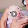 Liebe für alle Tiere - Wie mit den Tieren in diesem Video umgegangen wird - einfach herzerwärmend 💗