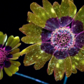 Künstler fotografiert das unsichtbare Licht, welches Pflanzen ausstrahlen