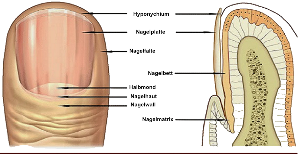 9 Gesundheitliche Warnungen Die Dir Deine Fingernagel Zeigen Konnen Bewusst Vegan Froh