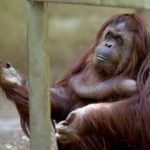 Der Zoo von Buenos Aires entlässt seine Tiere in die Freiheit