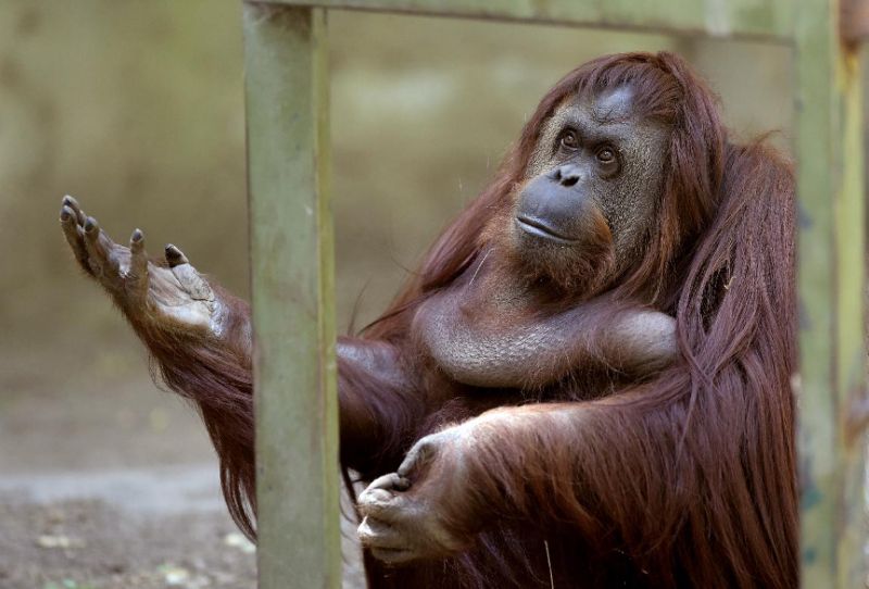 Der Zoo von Buenos Aires entlässt seine Tiere in die