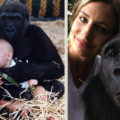 Herzerwärmendes Wiedersehen nach 12 Jahren - Gorillas erkennen die kleine Tochter von Damian Aspinall wieder