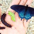 Wie ein Mann seltene Schmetterlingsarten in seinem Garten neu bevölkert
