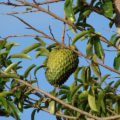 Heilende Tropenfrucht ist wirksamer als Chemotherapie
