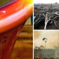 Neue Studien beweisen: Palmöl zerstört die Umwelt und deine Gesundheit