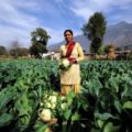 Ein Bundesstaat in Indien bezahlt seine Bauern, wenn sie 100% Bio anbauen