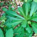 Ähnlich wie Opium: Das beste natürliche Schmerzmittel, das in deinem Garten wächst