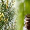 Effektives und natürliches Hausmittel: 24 überraschende Anwendungsmöglichkeiten für Teebaumöl