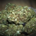 Marihuana-Substanz entfernt giftiges Alzheimer-Protein aus dem Gehirn