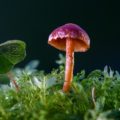 Pilze können alle Umweltprobleme der Erde lösen! - Sie essen Plastik und beseitigen Ölverschmutzung