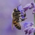 Frankreich ist das erste Land in Europa, das alle Pestizide verbietet, die Bienen töten