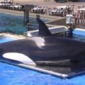 Neues Gesetz in Kanada verbietet Gefangenschaft von Walen und Delfinen