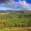 Irland pflanzt 440 Millionen neue Bäume