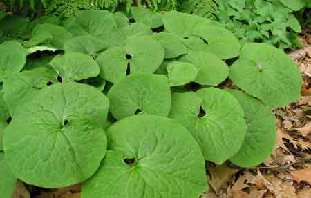asarum