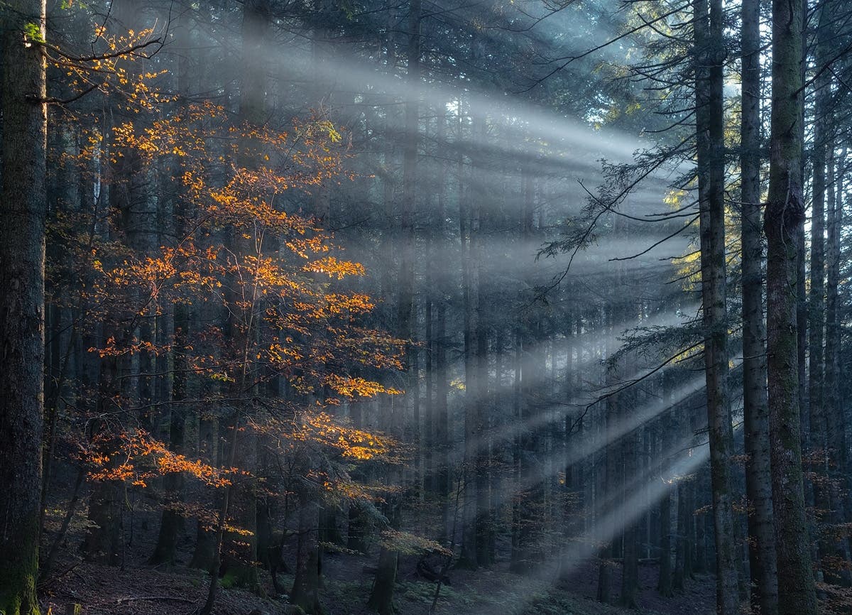 Die magische Schönheit von Baumkronen inmitten eines Waldes