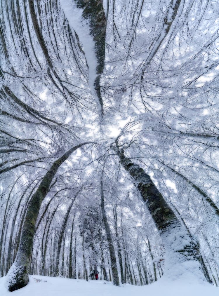 Die magische Schönheit von Baumkronen inmitten eines Waldes