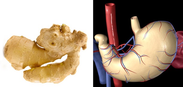 Ginger-Stomach