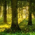 Das Geheimnis um die Kraft der Bäume - Wie heimische Bäume unsere Gesundheit unterstützen können