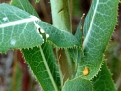 Ähnlich wie Opium: Das beste natürliche Schmerzmittel, das in deinem Garten wächst