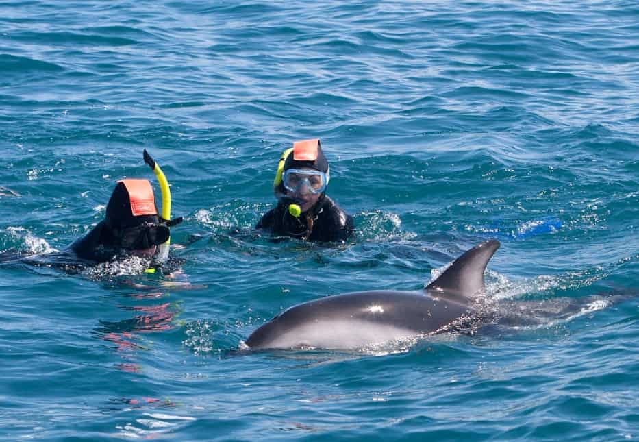 Klasse! Neuseeland verbietet das Schwimmen mit Delfinen