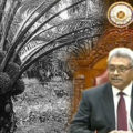 Super: Sri Lanka verbietet Palmölanbau!