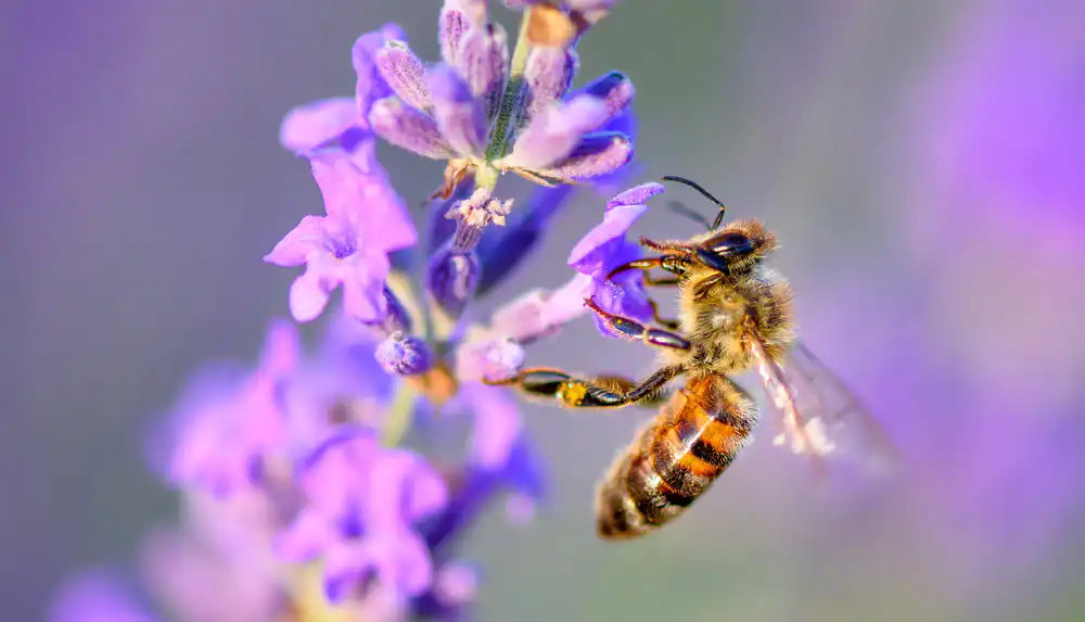 Frankreich ist das erste Land in Europa, das alle Pestizide verbietet, die Bienen töten
