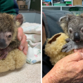 Das bezaubernde Koala-Baby erholt sich erstaunlich gut, nachdem es in Australiens Buschfeuer fast gestorben wäre