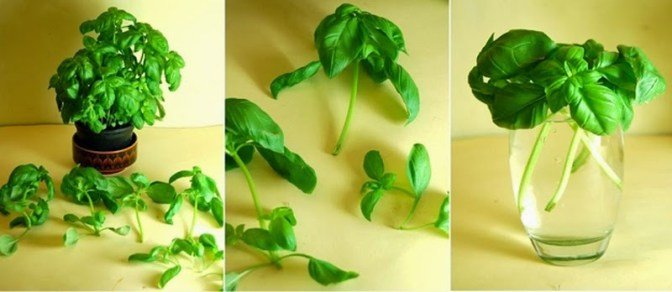 18 Pflanzen, die man von Küchenabfällen nachwachsen lassen kann