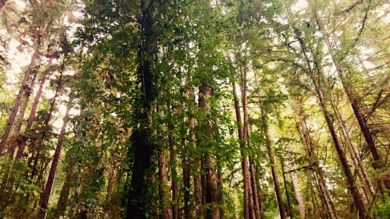 Eine Waldökologin sagt, die Bäume sprechen miteinander in einer Sprache, die wir lernen können