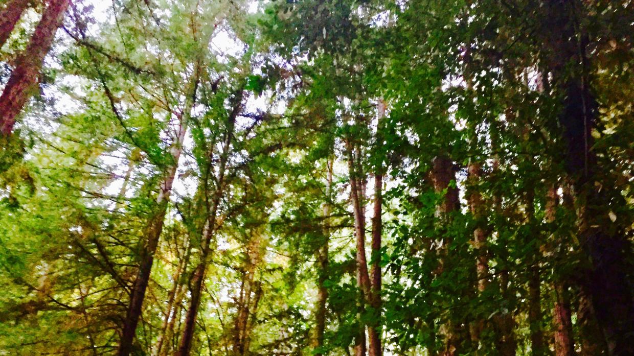 Eine Waldökologin sagt, die Bäume sprechen miteinander in einer Sprache, die wir lernen können