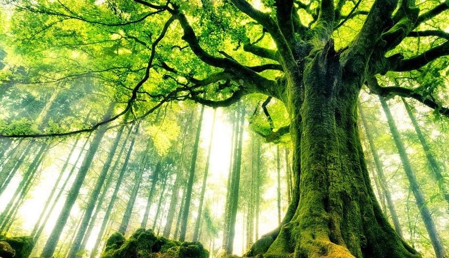 Das Geheimnis um die Kraft der Bäume - Wie heimische Bäume unsere Gesundheit unterstützen können